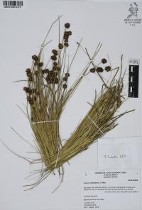 Juncus ebracteatus image